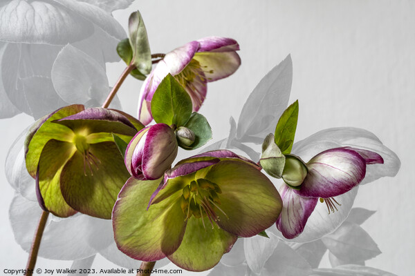 Hellebore flower study Picture Board by Joy Walker