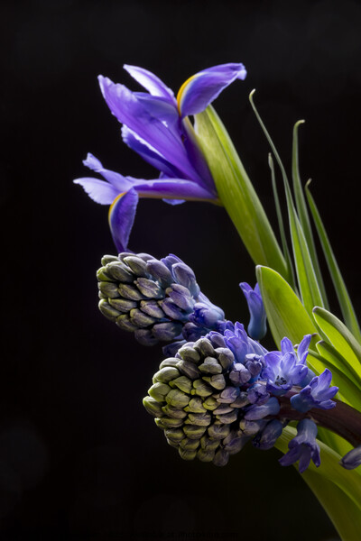 Iris flowers and Hyacinth flowers Picture Board by Joy Walker