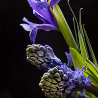Buy canvas prints of Iris flowers and Hyacinth flowers by Joy Walker
