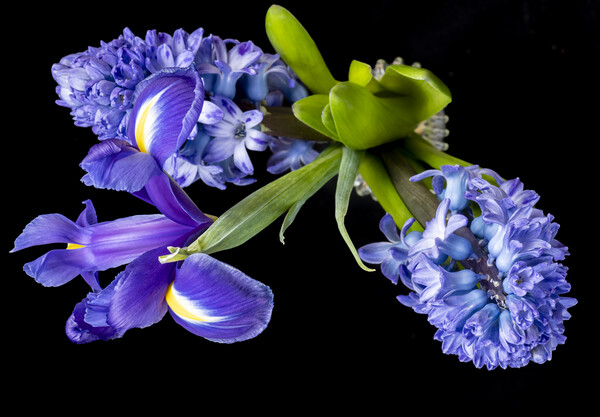 Hyacinths and Iris blooms Picture Board by Joy Walker