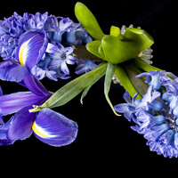 Buy canvas prints of Hyacinths and Iris blooms by Joy Walker