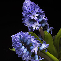 Buy canvas prints of Two Blue Hyacinth flowers by Joy Walker