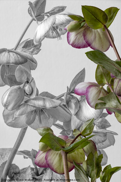 Plant flower Picture Board by Joy Walker