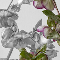 Buy canvas prints of Plant flower by Joy Walker