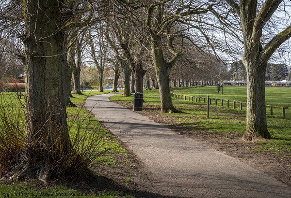 An avenue of trees in Evesham, Worcestershire, Uk Picture Board by Joy Walker