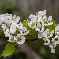 Buy canvas prints of Pear blossom  by Joy Walker