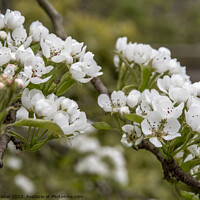Buy canvas prints of Pear blossom and buds by Joy Walker