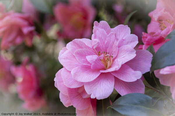 Pink Camellia flowers Picture Board by Joy Walker