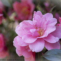 Buy canvas prints of Pink Camellia flowers by Joy Walker