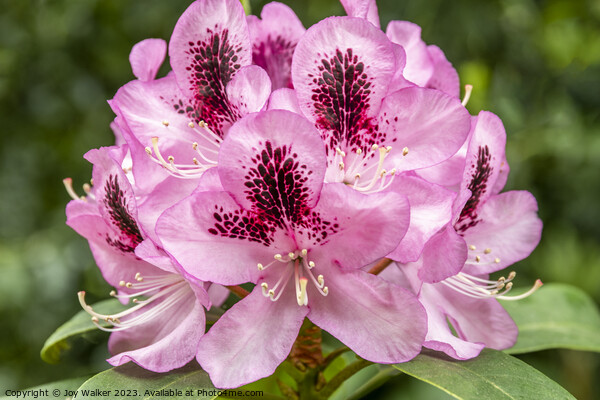 A pink Rhododendron flower Picture Board by Joy Walker