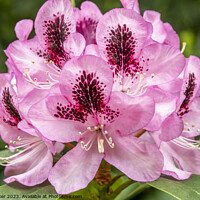 Buy canvas prints of A pink Rhododendron flower by Joy Walker