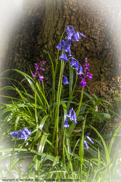 Bluebells and orchids Picture Board by Joy Walker