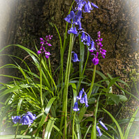 Buy canvas prints of Bluebells and orchids by Joy Walker
