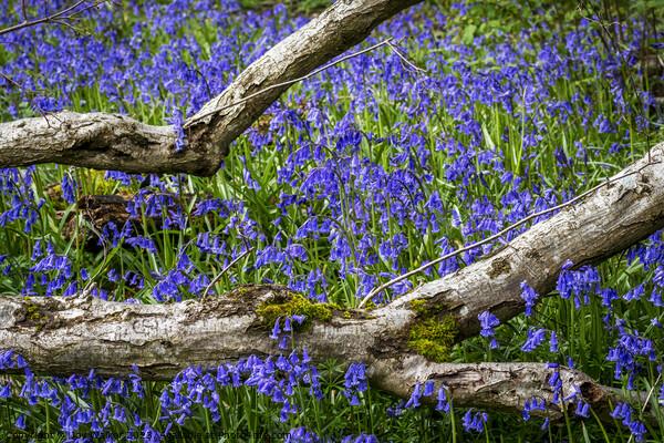 Bluebells flowers Picture Board by Joy Walker