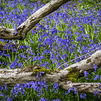 Buy canvas prints of Bluebells flowers by Joy Walker