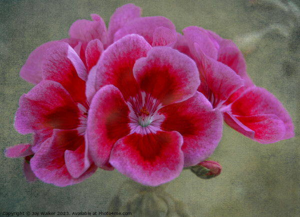 Pin Geranium flower Picture Board by Joy Walker