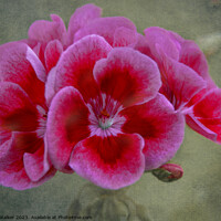Buy canvas prints of Pin Geranium flower by Joy Walker
