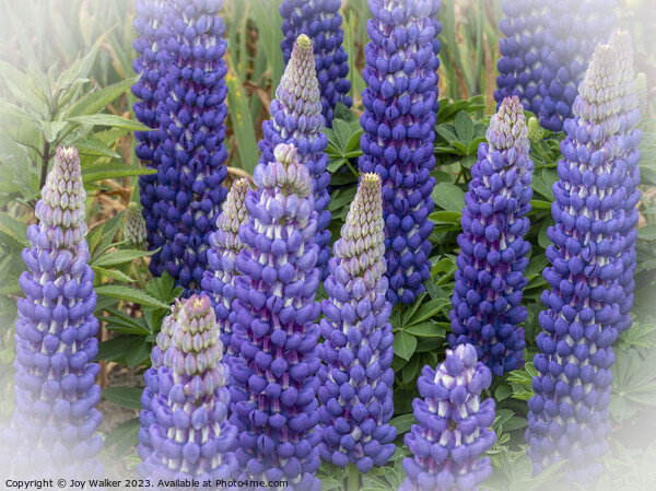 Blue lupins with a white vignette Picture Board by Joy Walker