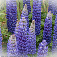 Buy canvas prints of Blue lupins with a white vignette by Joy Walker