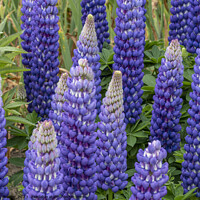 Buy canvas prints of A patch of  blue lupin flowers by Joy Walker