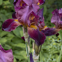 Buy canvas prints of Dark red Iris in full flower by Joy Walker