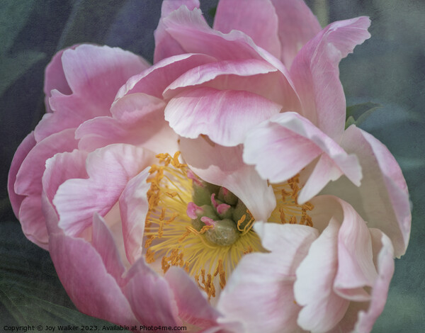 Pink Peony Flower Picture Board by Joy Walker