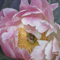 Buy canvas prints of Pink Peony Flower by Joy Walker
