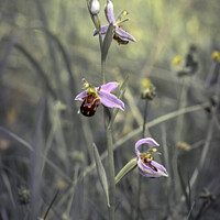 Buy canvas prints of A wild bee orchid growing in a meadow.  by Joy Walker