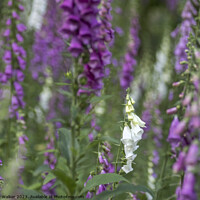 Buy canvas prints of A patch of foxgloves by Joy Walker