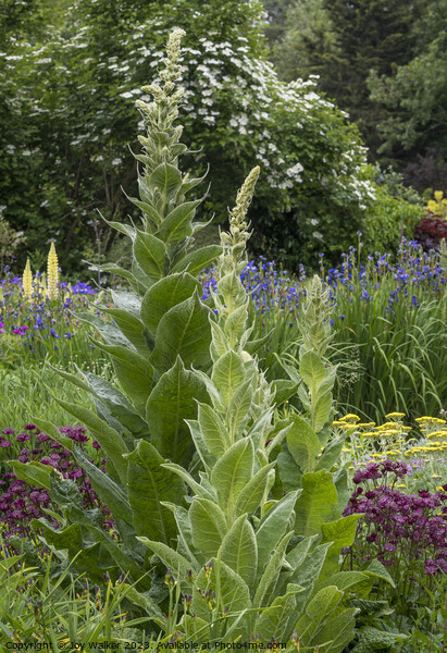A flower border with tall verbascum Picture Board by Joy Walker