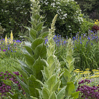 Buy canvas prints of A flower border with tall verbascum by Joy Walker