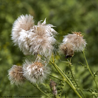 Buy canvas prints of A group of thistle seeds by Joy Walker