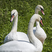Buy canvas prints of Three mute swans together resting on the river bank by Joy Walker