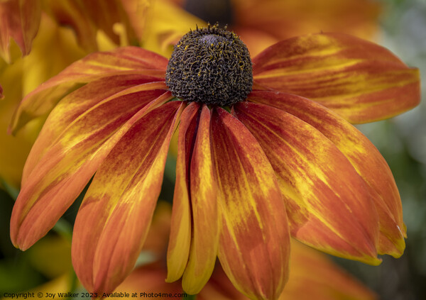 A bronze colored Echinacea flower Picture Board by Joy Walker