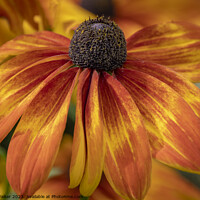 Buy canvas prints of A bronze colored Echinacea flower by Joy Walker