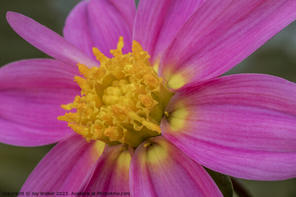 A close up of single pink dahlia  Picture Board by Joy Walker