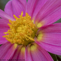 Buy canvas prints of A close up of single pink dahlia  by Joy Walker