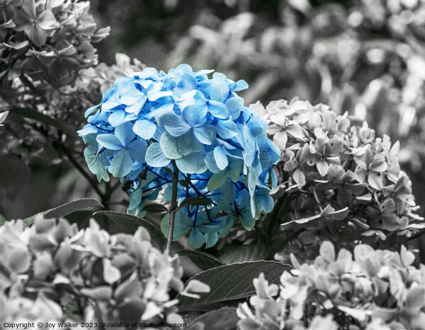 A blue Hydragea flower Picture Board by Joy Walker