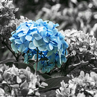 Buy canvas prints of A blue Hydragea flower by Joy Walker