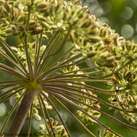 Buy canvas prints of Cow parsley flower head with seeds by Joy Walker