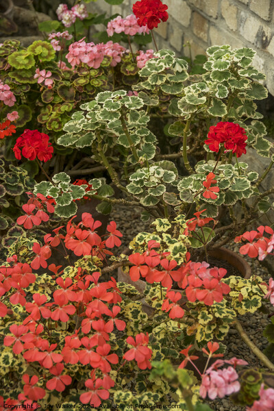Flowering geraniums in greenhouse setting Picture Board by Joy Walker