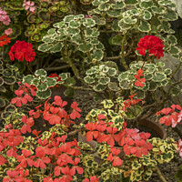 Buy canvas prints of Flowering geraniums in greenhouse setting by Joy Walker