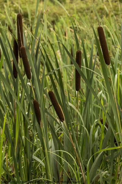 Brown bulrush flower spikes growing in a disused canal Picture Board by Joy Walker