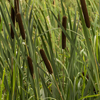 Buy canvas prints of Brown bulrush flower spikes growing in a disused canal by Joy Walker