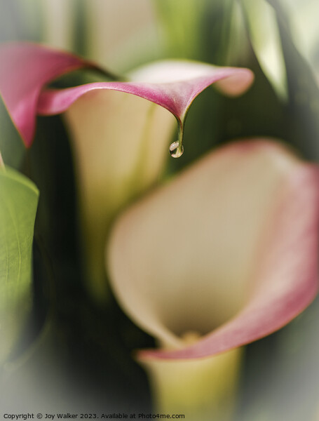 Calla lily flowers   Picture Board by Joy Walker