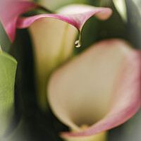 Buy canvas prints of Calla lily flowers   by Joy Walker