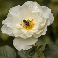 Buy canvas prints of A single rose with a bee feeding on nectar by Joy Walker