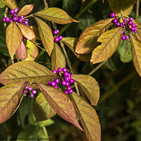 Buy canvas prints of Purple berries on a Callicarpa bush by Joy Walker