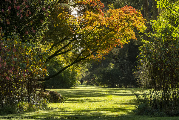 A woodland scene in the autumn sunshine Picture Board by Joy Walker