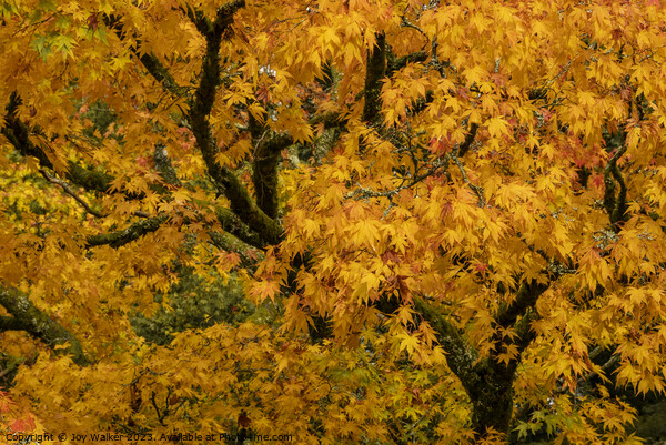 Yellow acer tree in its autumn colors Picture Board by Joy Walker